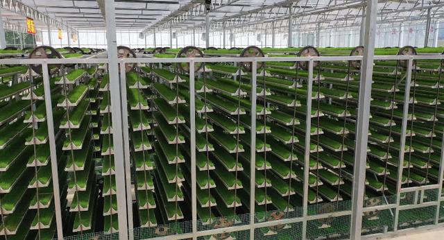 河南淮濱 工廠化育秧盡顯智能“科技范”｜水稻種植的現代化革命