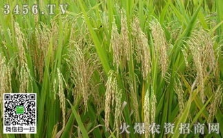 種水稻什么時候打藥殺蟲治病效果好？稻谷種植關鍵期揭秘